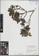 Foto von Salix hastata L.